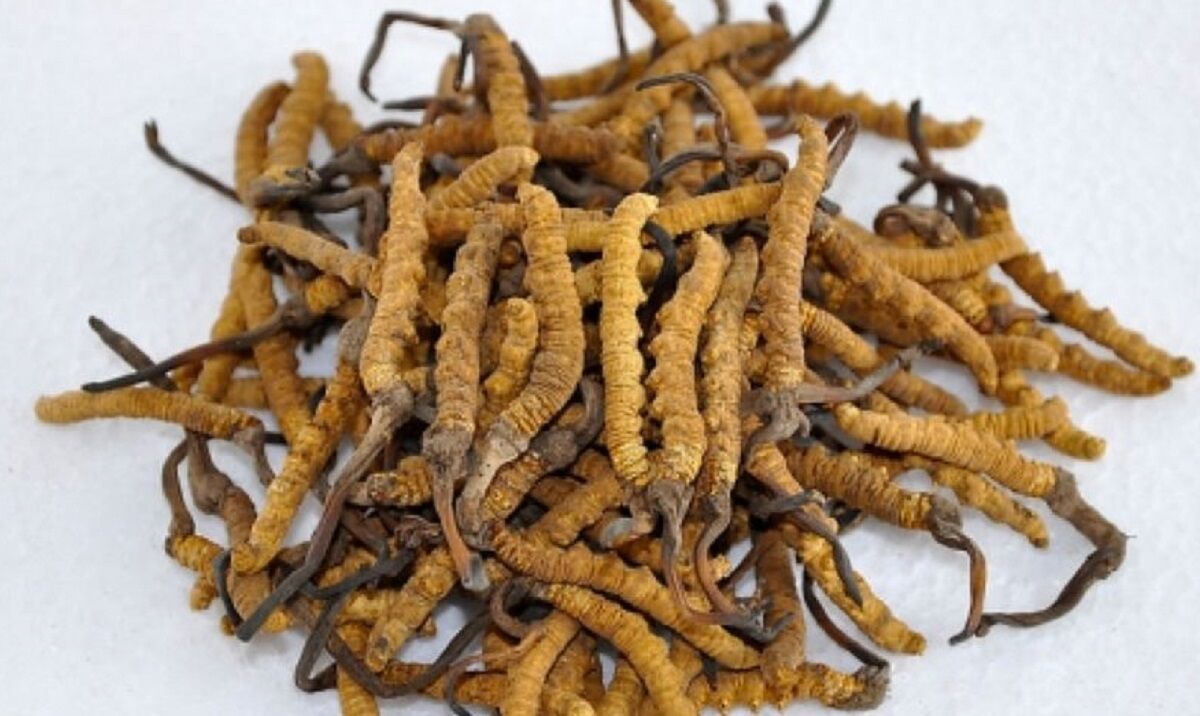 अनुमतिविना यार्सागुम्बा सङ्कलन गर्न गएका २५ जना नियन्त्रणमा