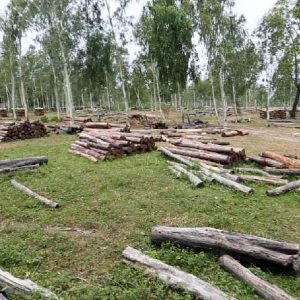 कैलालीको वन क्षेत्रमा करिब तीन लाख क्युफिट काठ कुहिँदै