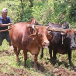 हल गोरु पाल्ने दुर्गमका किसानलाई नगद प्रोत्साहन