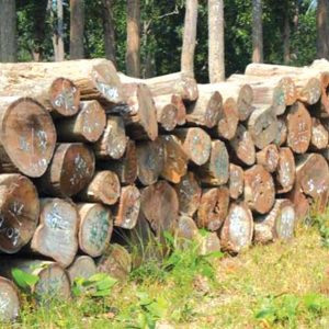 चुरेमा काठ तस्करी बढ्यो