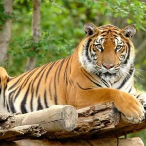 आज विश्व बाघ दिवस : पछिल्लो बाघ गणना सार्वजनिक गरिँदै, संख्या बढ्ने संकेत