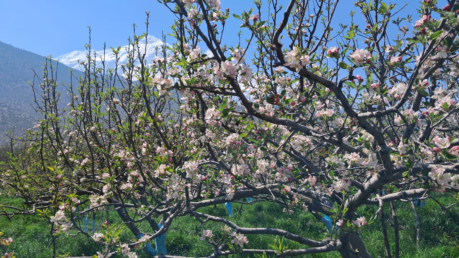 स्याउका बोट सेताम्मे, फूल फुल्ने बेलामा मौसमले साथ दिँदा किसान खुसी