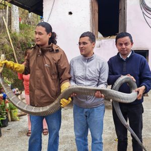 धनकुटामा १३ फिट लामो राजगोमन सर्पको उद्दार