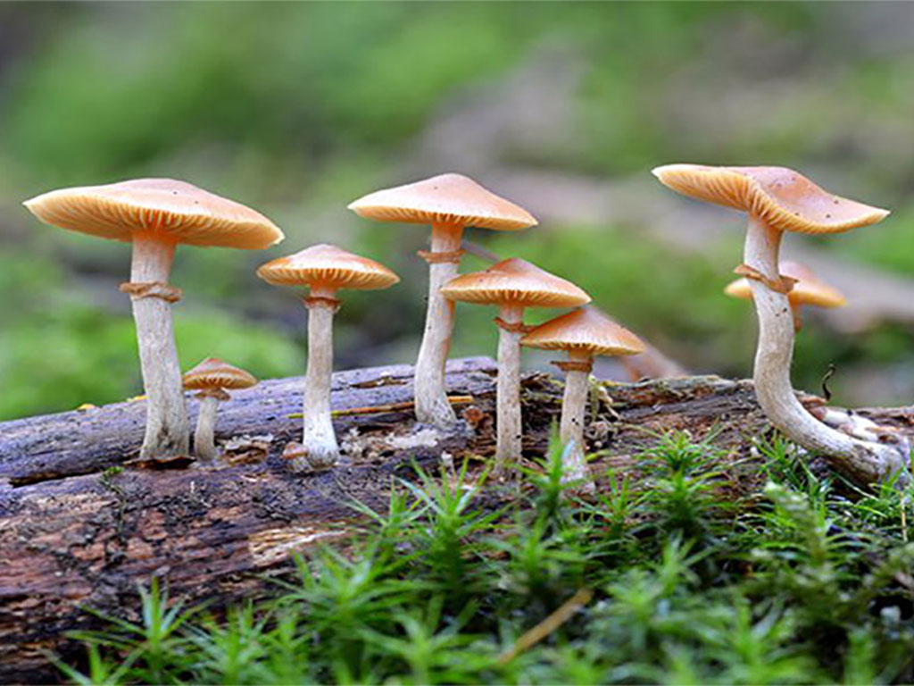जङ्गली च्याउ खाँदा ११ जना बिरामी