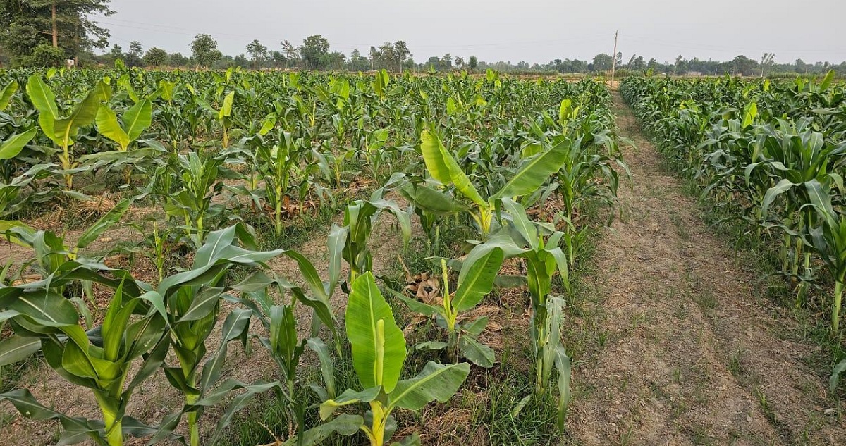 केराखेतीभित्र बहुबालीमा किसानको आकर्षण बढ्दो