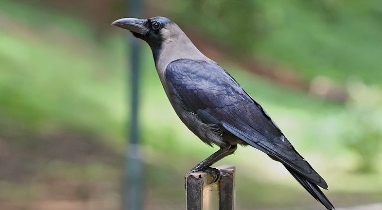 उपत्यकामा बर्डफ्लु सर्नुमा मुख्य कारक काग