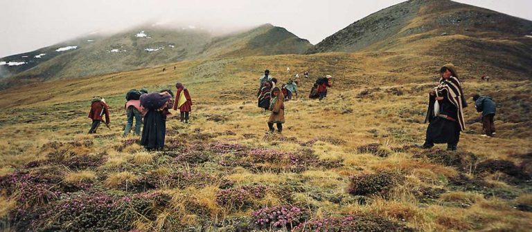 यार्सागुम्बा र हिमाली जडीबुटी प्रवर्द्धनमा सरकारी पहल