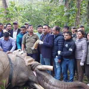 दाह्रा काटिएको धुर्बे निकुञ्जभित्रै : १०/१० मिनेटमा अनुगमन